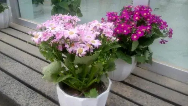 瓜叶菊怎么养 瓜叶菊养殖方法与注意事项