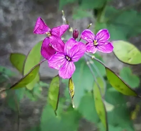 银扇草如何种植