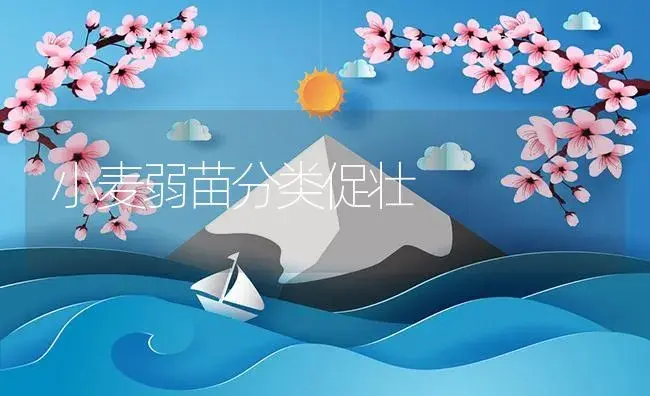 小麦弱苗分类促壮 | 植物资料