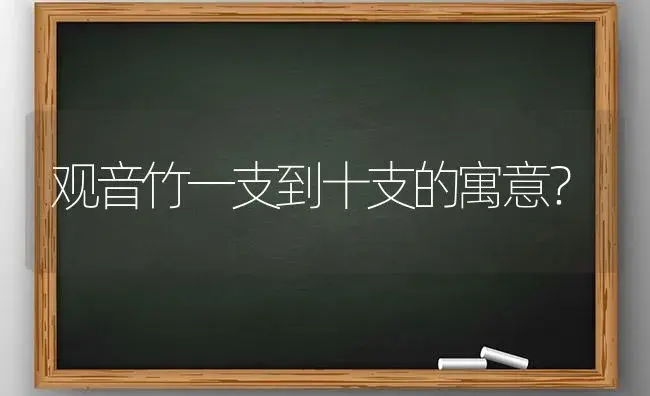 观音竹一支到十支的寓意？ | 植物问答