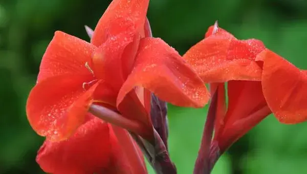 美人梅怎么种 美人梅种植方法与注意事项