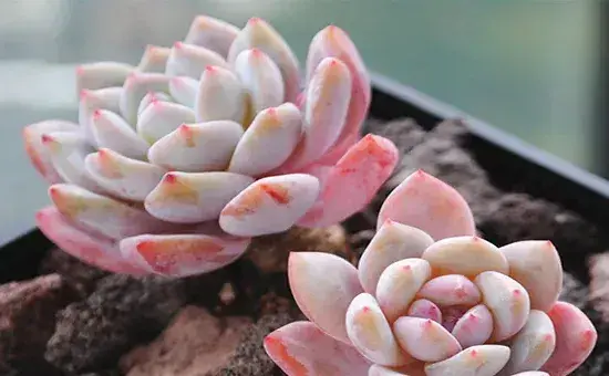 多肉植物花卉的养殖方法，不会的看看！