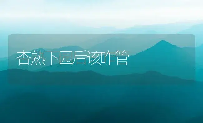 杏熟下园后该咋管 | 植物百科
