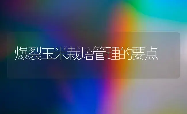 爆裂玉米栽培管理的要点 | 植物科普