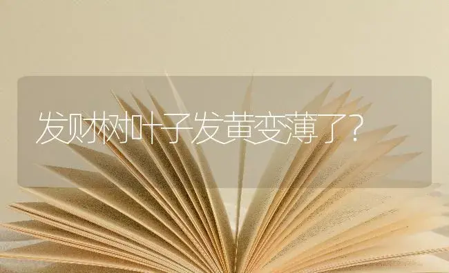 发财树叶子发黄变薄了？ | 植物问答