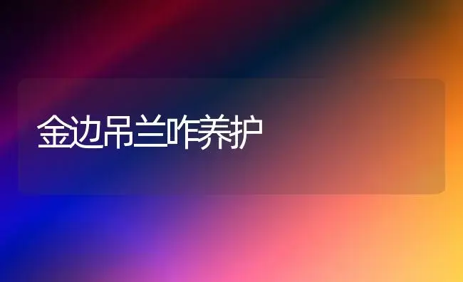 金边吊兰咋养护 | 植物知识