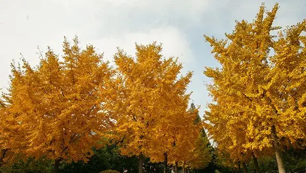 银杏产地及其种植技术