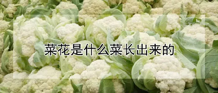 菜花是什么菜长出来的