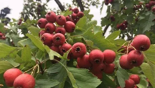 2018种山楂赚钱吗？山楂种植的利润与投资成本及前景预测