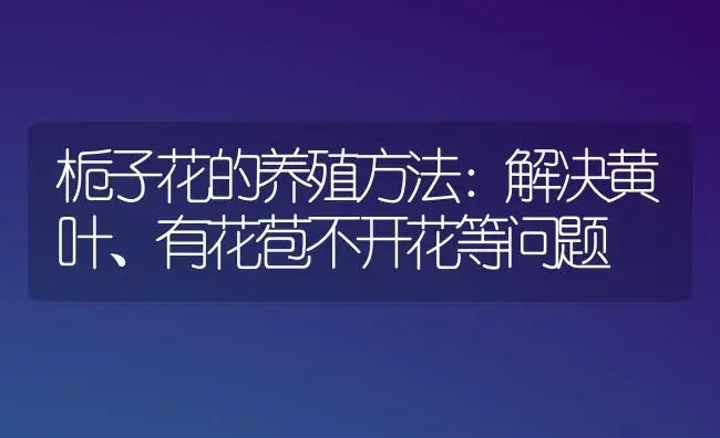 栀子花的养殖方法：解决黄叶、有花苞不开花等问题 | 植物科普