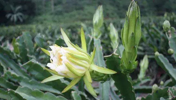 霸王花产地和种植技术