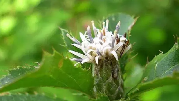 苍术种植技术及亩收益