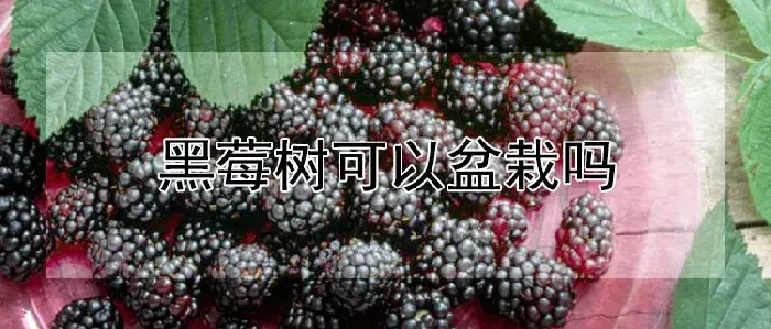 黑莓树可以盆栽吗