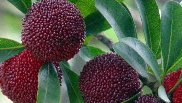 杨梅树的种植技术修剪