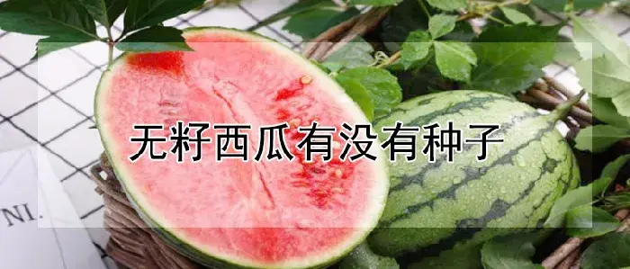 无籽西瓜有没有种子