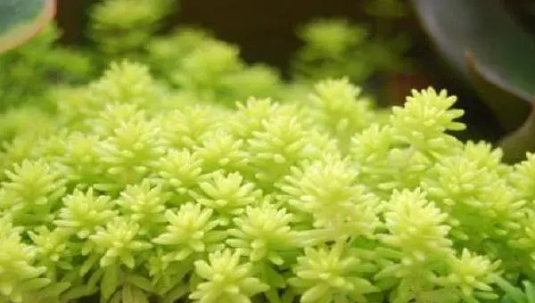黄金万年草移盆注意事项 黄金万年草浇水技巧