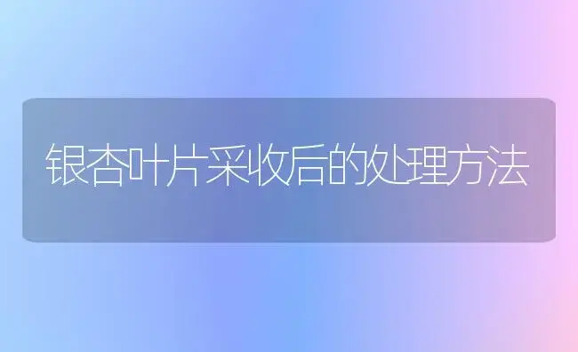 银杏叶片采收后的处理方法 | 植物百科