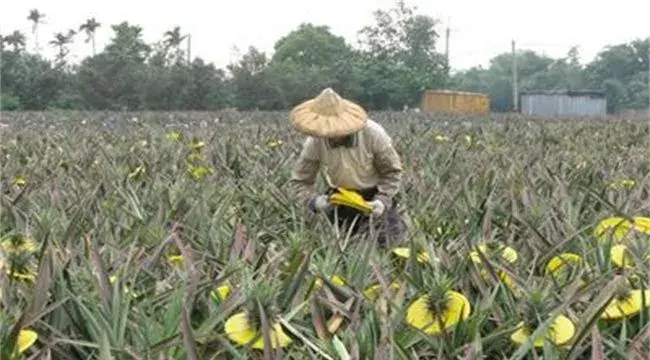 菠萝采收期要注意什么