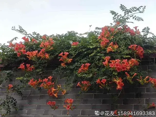 什么植物可以贴着墙往下吹？