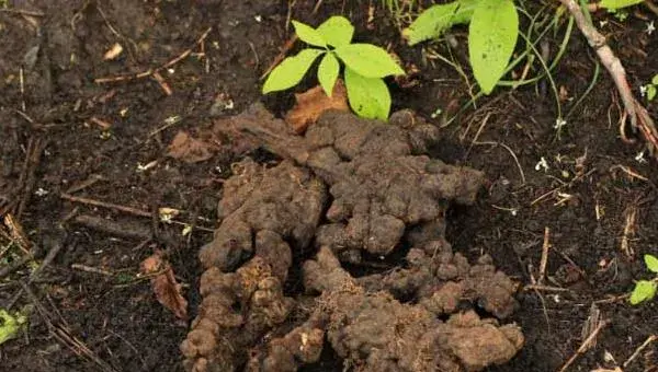 猪苓种植技术 猪苓种植时间及方法