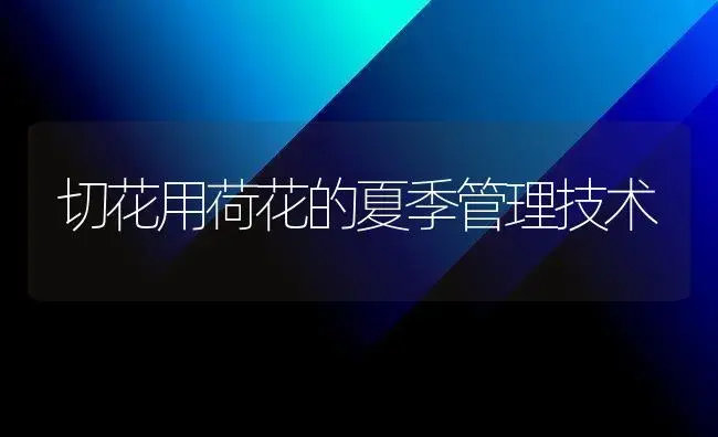 切花用荷花的夏季管理技术 | 植物知识