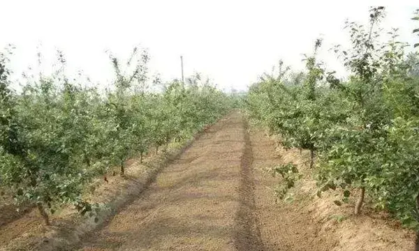 苹果园如何浇灌封冻水