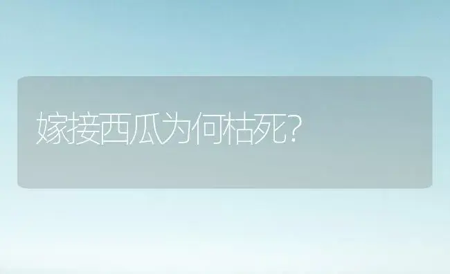 嫁接西瓜为何枯死？ | 植物科普