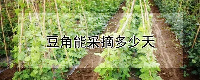 豆角能采摘多少天