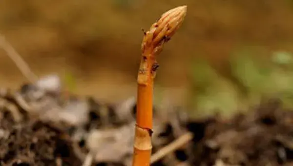 天麻种植的条件是什么 天麻种植时间