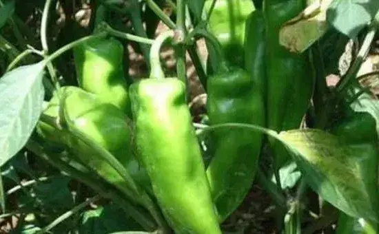 如何种植出高产辣椒？这四招你必须掌握！