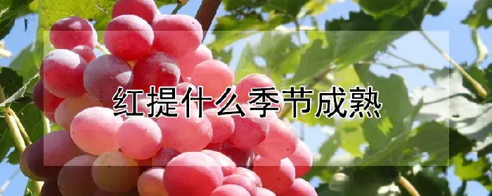 红提什么季节成熟