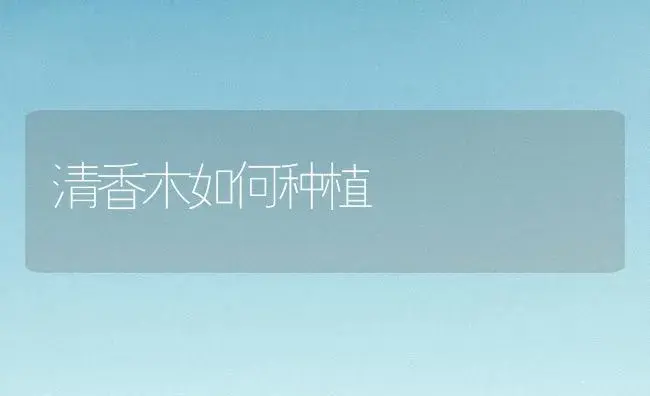 清香木如何种植 | 植物知识