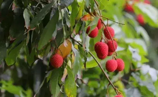 荔枝嫁接时间和方法