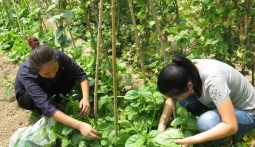 2017种木耳菜赚钱吗？2017种木耳菜前景及市场价格行情分析