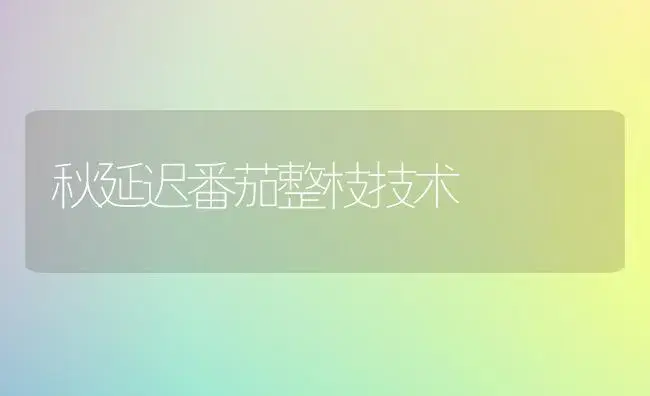 秋延迟番茄整枝技术 | 植物科普