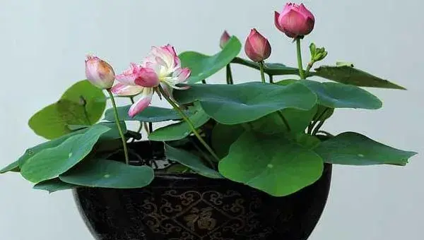 盆栽荷花怎么养 荷花盆景养殖方法与注意事项