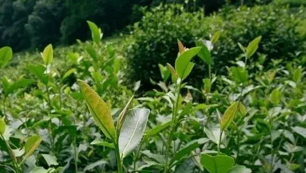 2018种茶树赚钱吗？茶树种植的利润与投资成本及前景预测