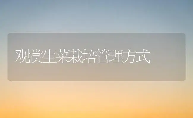 观赏生菜栽培管理方式 | 植物百科