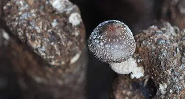 香菇种植技术与注意事项 香菇出菇时喷水技巧