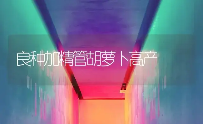 良种加精管胡萝卜高产 | 植物百科
