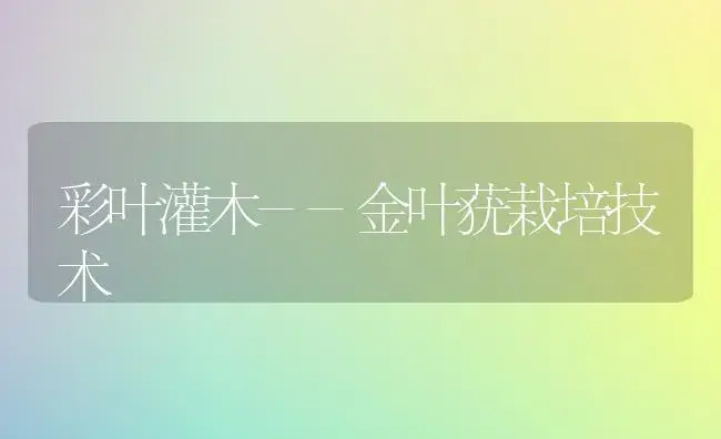 巴西铁树的盆栽养护与管理 | 植物科普