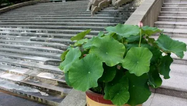 荷花盆栽不开花的原因及解决方法  荷花的花期是什么时候