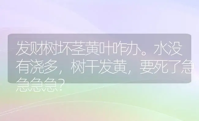 发财树坏茎黄叶咋办。水没有浇多，树干发黄，要死了急急急急？ | 植物问答