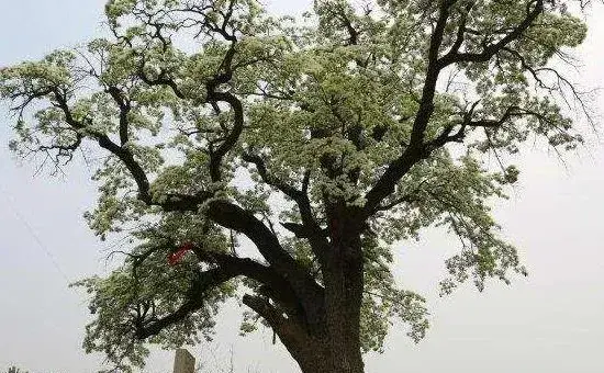 流苏树嫁接桂花方法与流程介绍