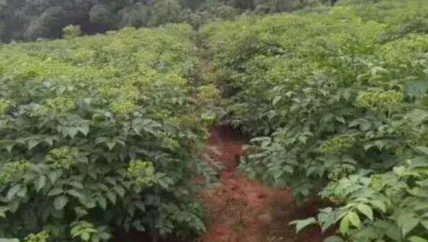 吴茱萸苗什么时候种植 吴茱萸种植技术