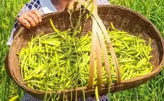 黄花菜什么时候种植，种植技术介绍