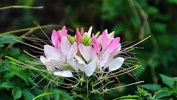 醉蝶花什么时候种 醉蝶花播种时间