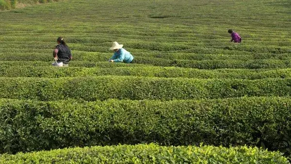 绿茶的制作工艺和初加工技术要领