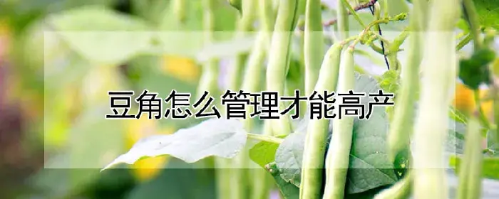 豆角怎么管理才能高产