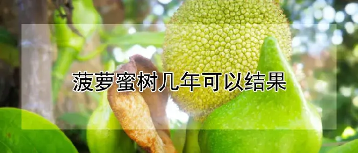 菠萝蜜树几年可以结果